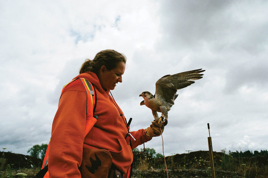 Lady in orange jacket holding a falcon with wings up