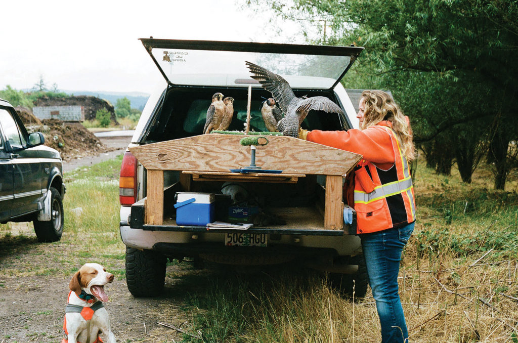 Woman in an orange top and jeans tend to four falcons at the back of a truck.