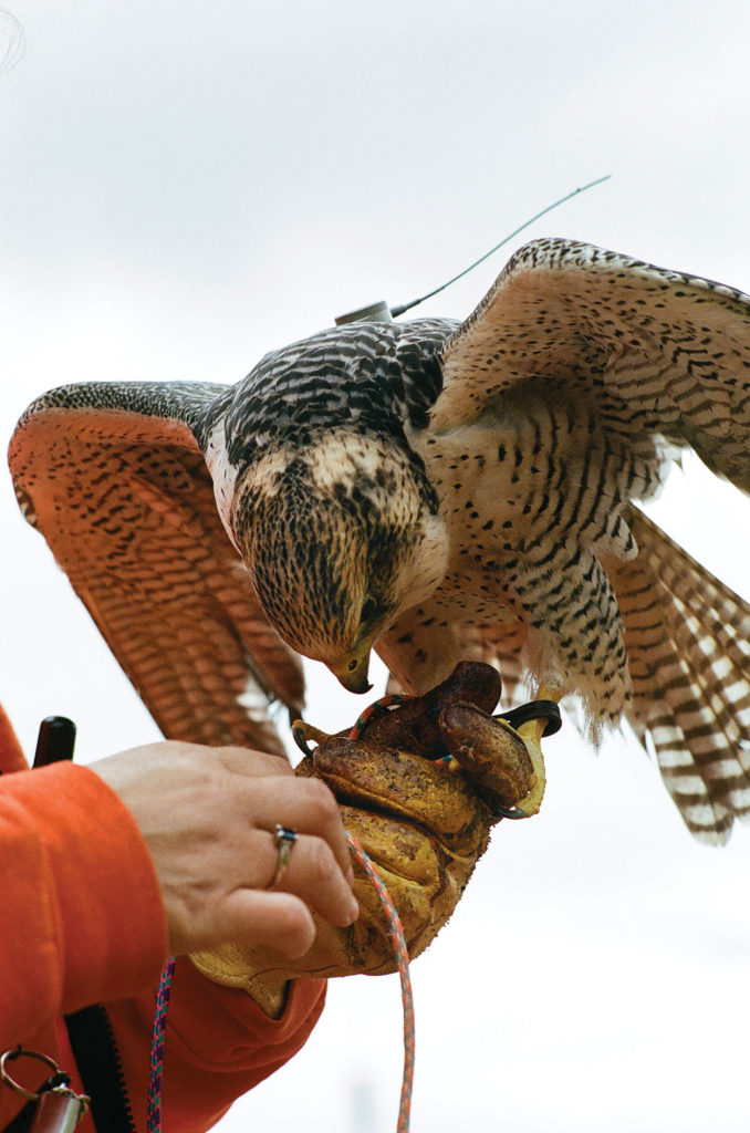 Falcon on human hands