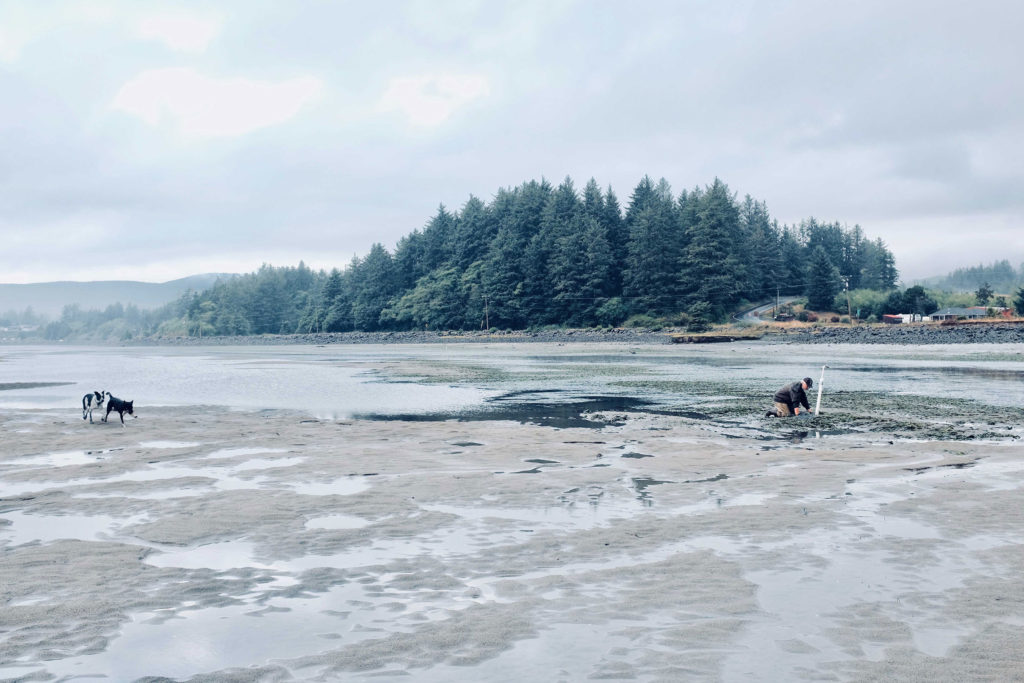 An oyster farmer and his dogs, in search of oysters on the coastline.