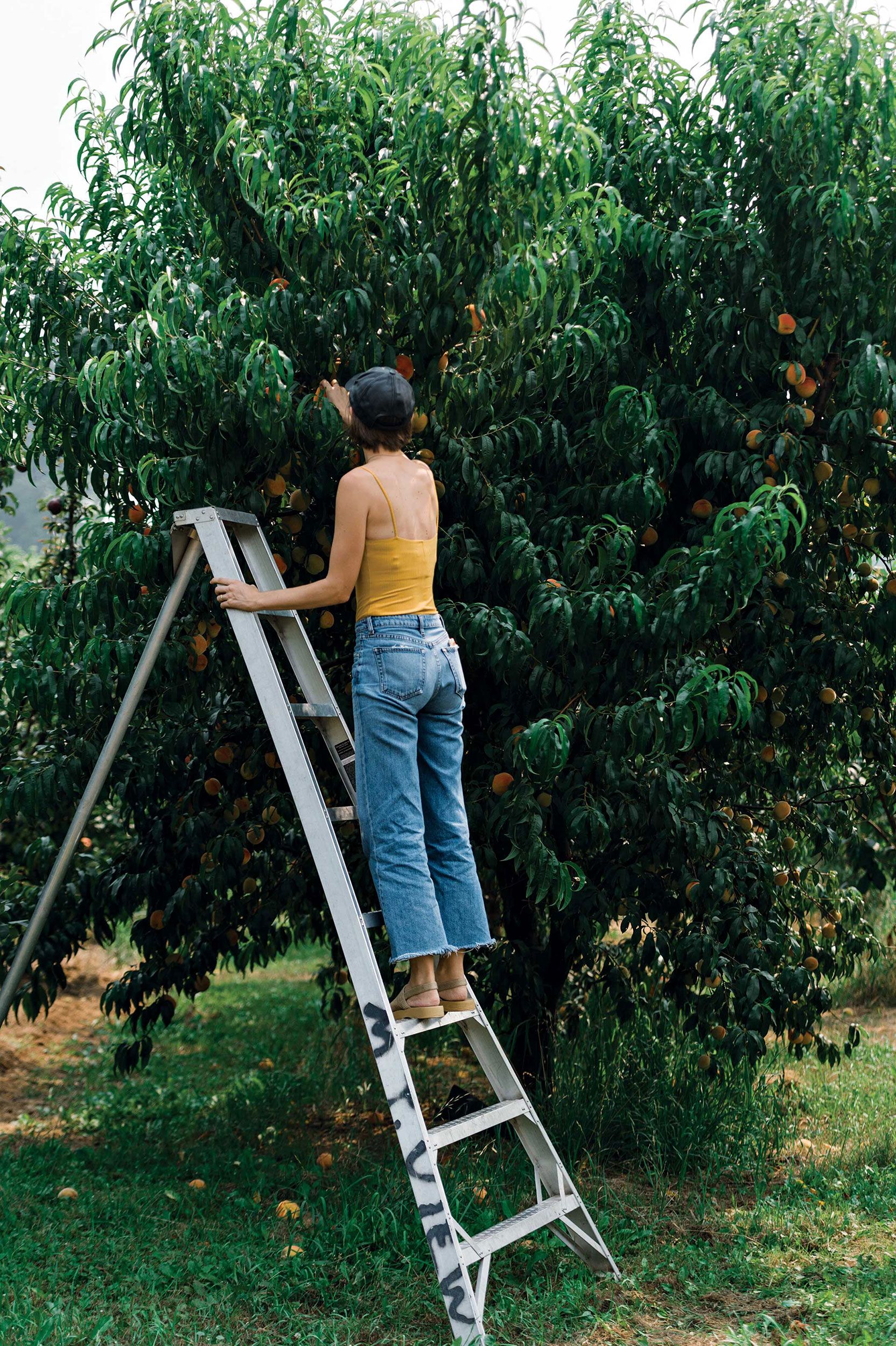 A woman on a ladder picking peaches off a tree.