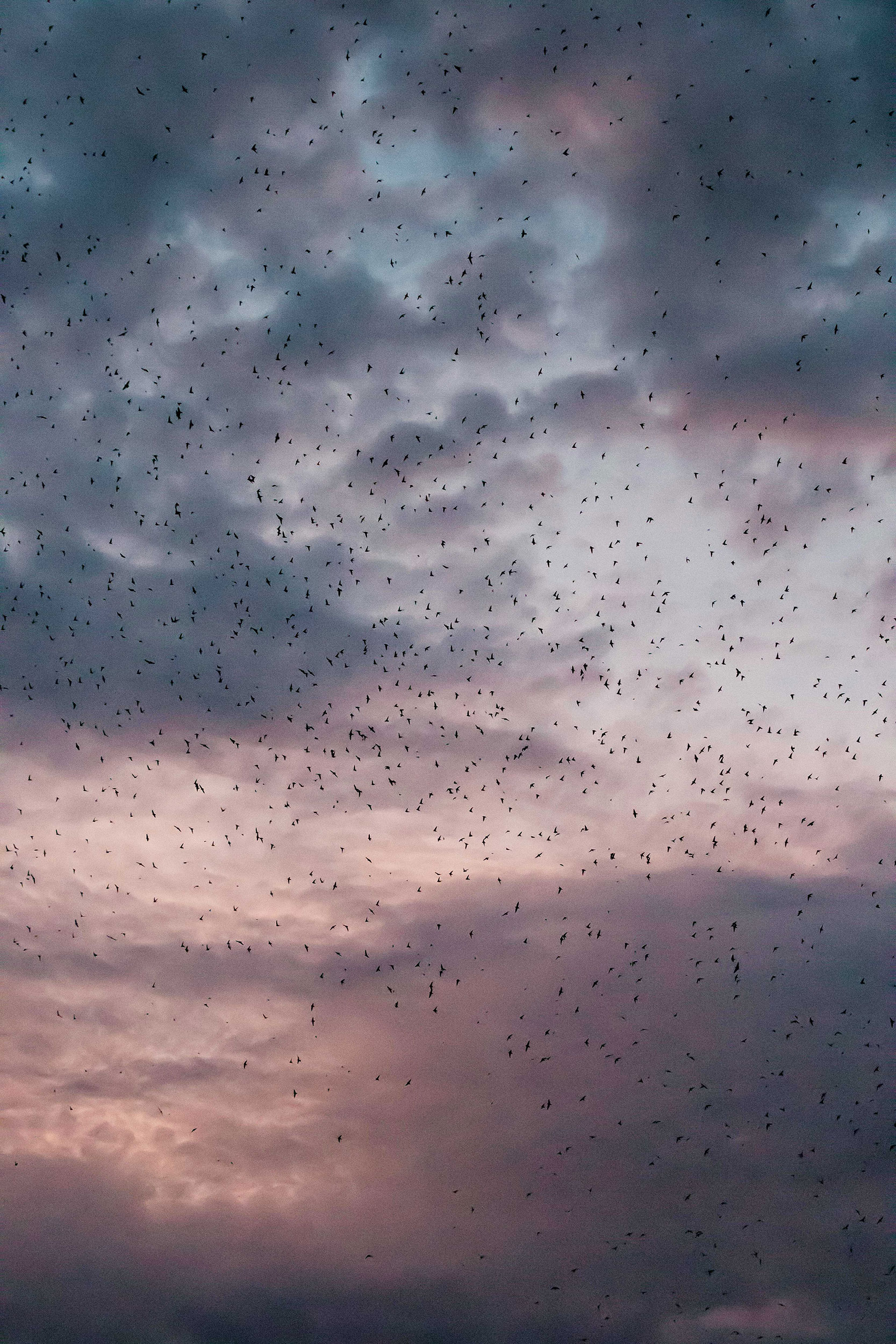 Hundreds to thousands of Vaux's Swifts migrating to Central America for the winter.