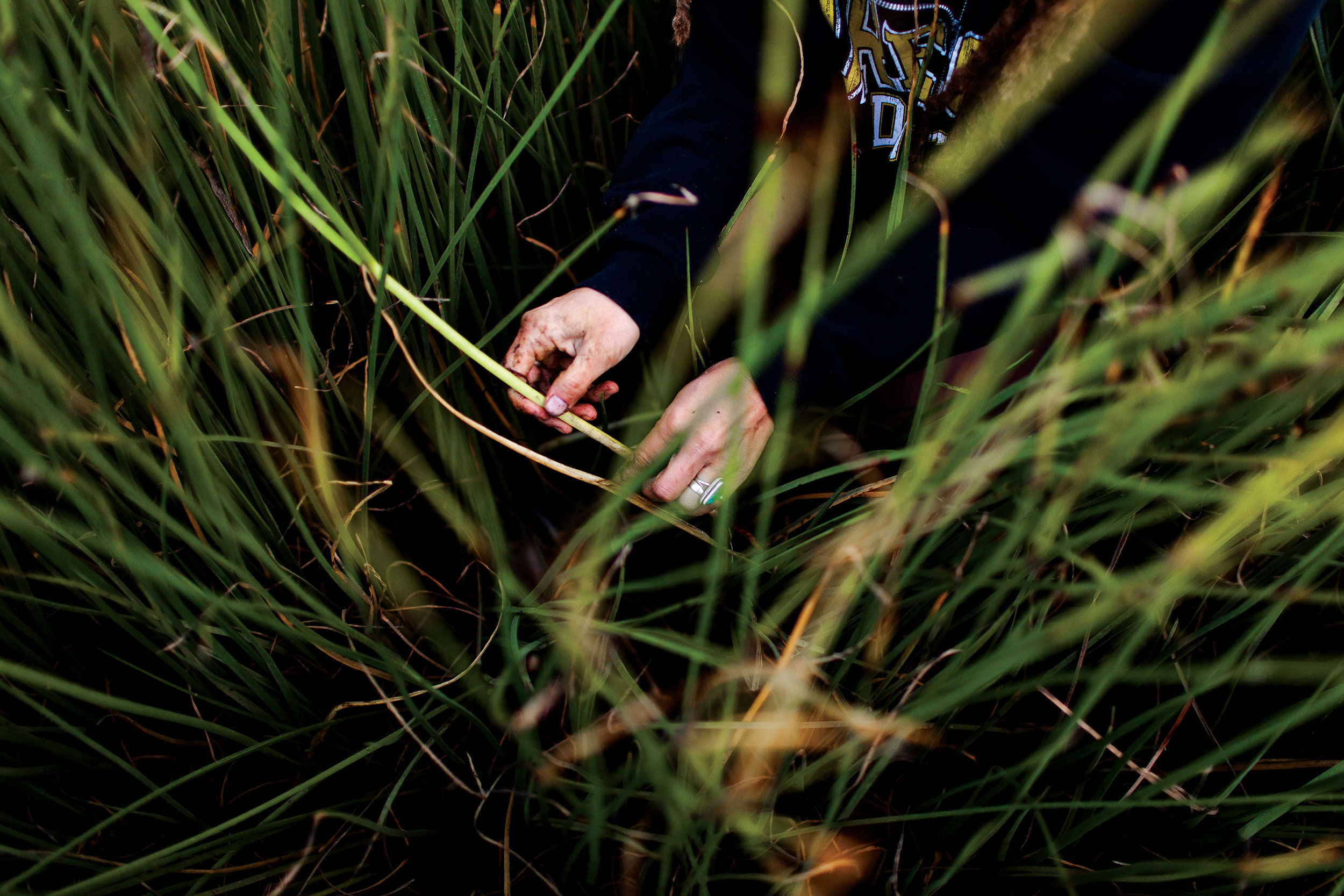Stephanie Craig going through a grass field, collecting material for her basket weaving.