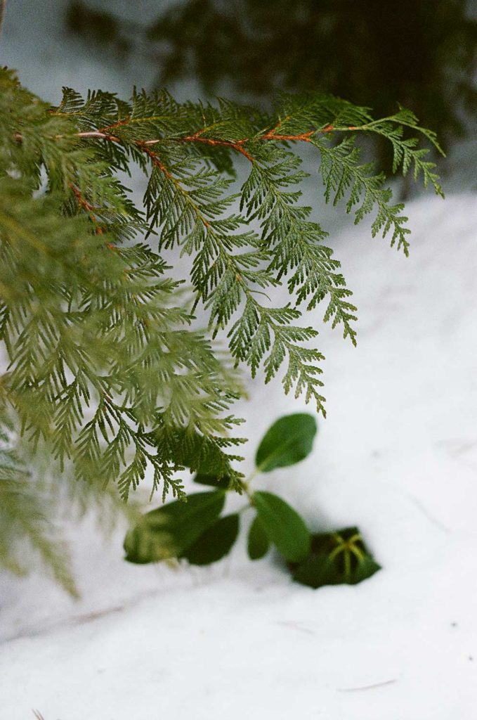 A closeup of a green pine tree leaf against a snow covered ground